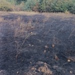 Incendiu de vegetația uscată (3)