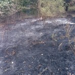 Incendiu de vegetația uscată (4)
