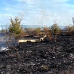 incendii de vegetație uscată (2)