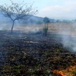 incendii de vegetație uscată (4)
