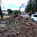 Copac căzut pe carosabil în localitatea Dârmănești (1)