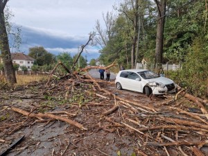 Copac căzut pe carosabil în localitatea Dârmănești