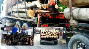 Transporta-material-lemnos-faradocumente-legale-1