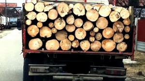 confiscari de material lemnos (2)