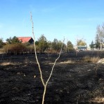 incendii vegetatie uscata arges (5)