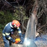 Copac căzut pe carosabil în municipiul Câmpulung (1)