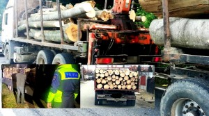 Sancțiuni și confiscări de material lemnos