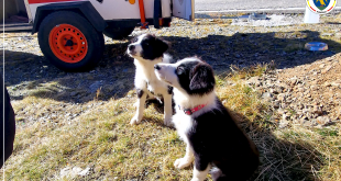 Tabăra Națională de pregătire a unităților canine (6)
