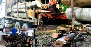 furt lemne padure (2)