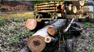 furt lemne padure (3)