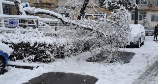 Copac căzut într-un loc de joacă