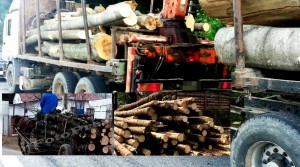 material lemnos fără documente legale (1)