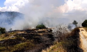 Incendiu de vegetație uscată (2)
