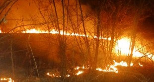 Incendiu vegetația uscată (3)