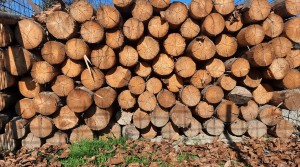 Material lemnos confiscat și predat Ocolului Silvic Costești