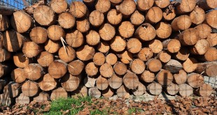 Material lemnos confiscat și predat Ocolului Silvic Costești