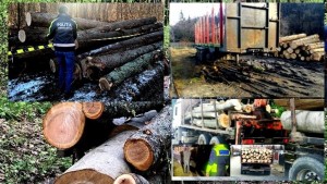 Sancțiuni și confiscări de material lemnos