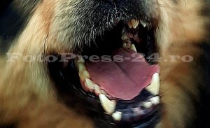 femeie-mutilată-de-câine