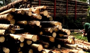 lemnele-confiscate