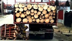 transport-de-material-lemnos confiscat (1)