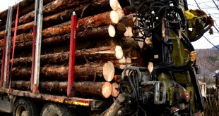 transport-de-material-lemnos confiscat (2)
