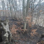 17 hectare de teren au fost mistuite de flăcări (3)