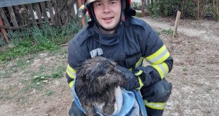 Cățelușe salvată de pompierii argeșeni