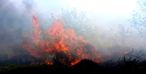 Incendiu vegetație uscată - Leordeni
