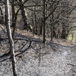 incendii de vegetație (10)
