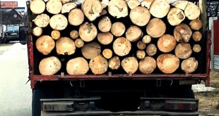 transport lemn autoutilitară