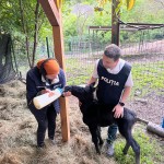 Mânz salvat de poliţiştii de la Protecţia Animalelor (2)