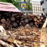 perchezitii furt lemne arges (10)