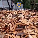 perchezitii furt lemne arges (12)