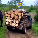perchezitii furt lemne arges (16)