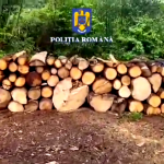 perchezitii furt lemne arges (6)