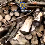 perchezitii furt lemne arges (7)