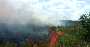 Incendii de vegetația uscată in comunele Leordeni si Izvoru (1)