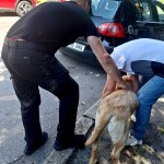 Labrador salvat de politistii locali din pitesti (1)