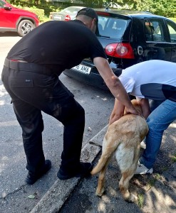 Labrador salvat de politistii locali din pitesti (1)