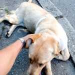 Labrador salvat de politistii locali din pitesti (2)
