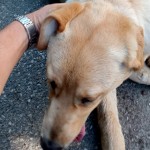 Labrador salvat de politistii locali din pitesti (3)