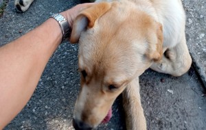 Labrador salvat de politistii locali din pitesti (3)