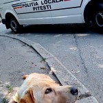 Labrador salvat de politistii locali din pitesti (4)