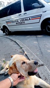 Labrador salvat de politistii locali din pitesti (4)