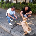 Labrador salvat de politistii locali din pitesti (5)