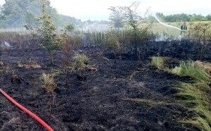 incendii de vegetație uscată (3)
