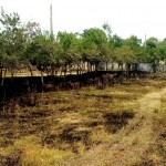 incendii vegetatie arges (1)
