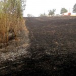 incendii vegetatie arges (2)