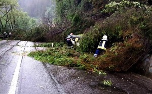 Copac căzut pe carosabil