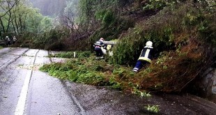 Copac căzut pe carosabil